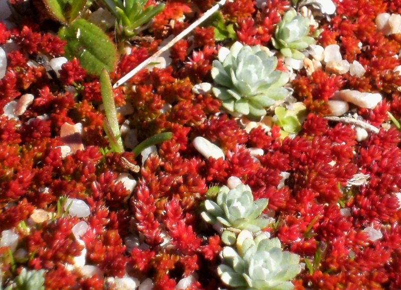 Crassula tillaea (=Tillaea muscosa) (e altre micropiante)